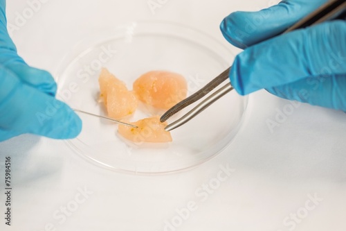 Quadro su tela Food scientist dissecting raw chicken