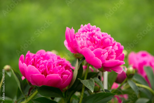 Blooming Pink Peony Bush