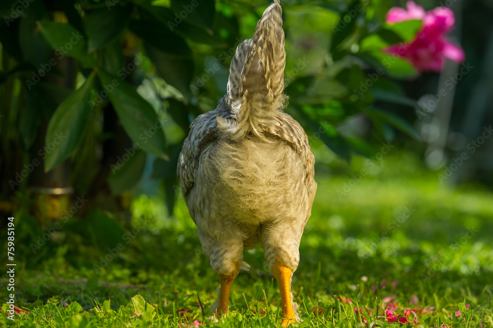 custom made wallpaper toronto digitalBack of Chicken
