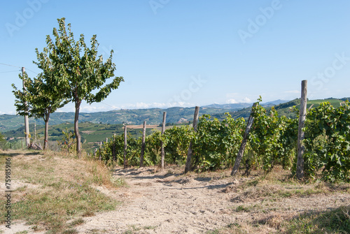 Fototapeta Naklejka Na Ścianę i Meble -  Vineyard In Piemonte. Italy