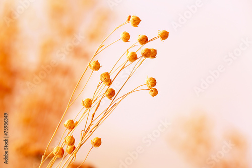 Dried flowers background © Africa Studio