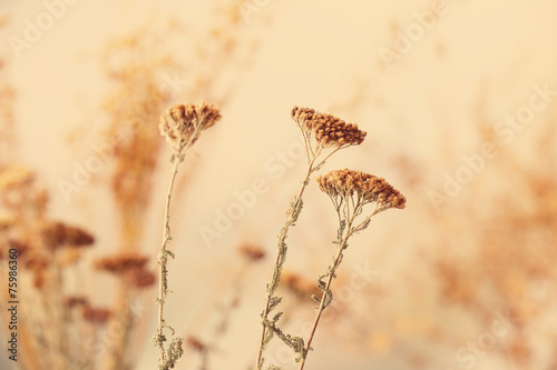 Dried flowers background