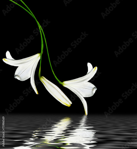 white lily flower on a black background
