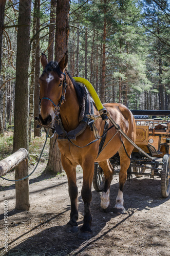 Horse-drawn carriage in close up