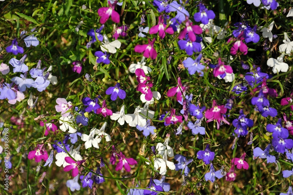 Mixed white, pink and blue lobelia flowers. Mixed white, pink and blue lobelia flowers.