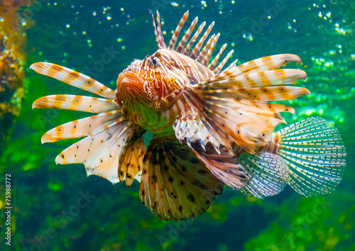a lion fish in the famous aquarium of Barcelona in Spain