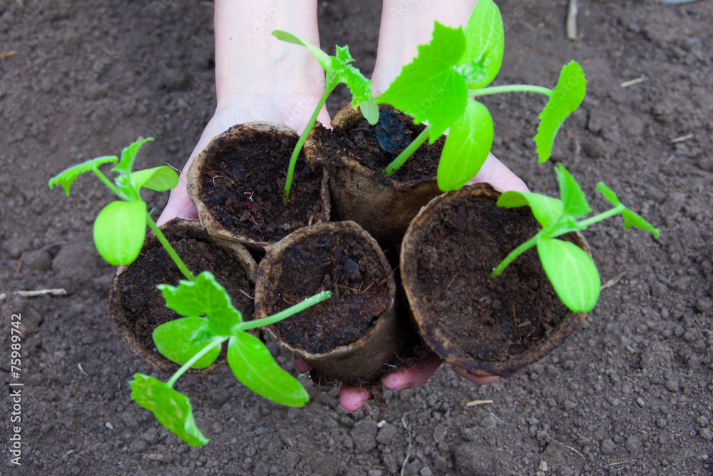 cucumber seedlings