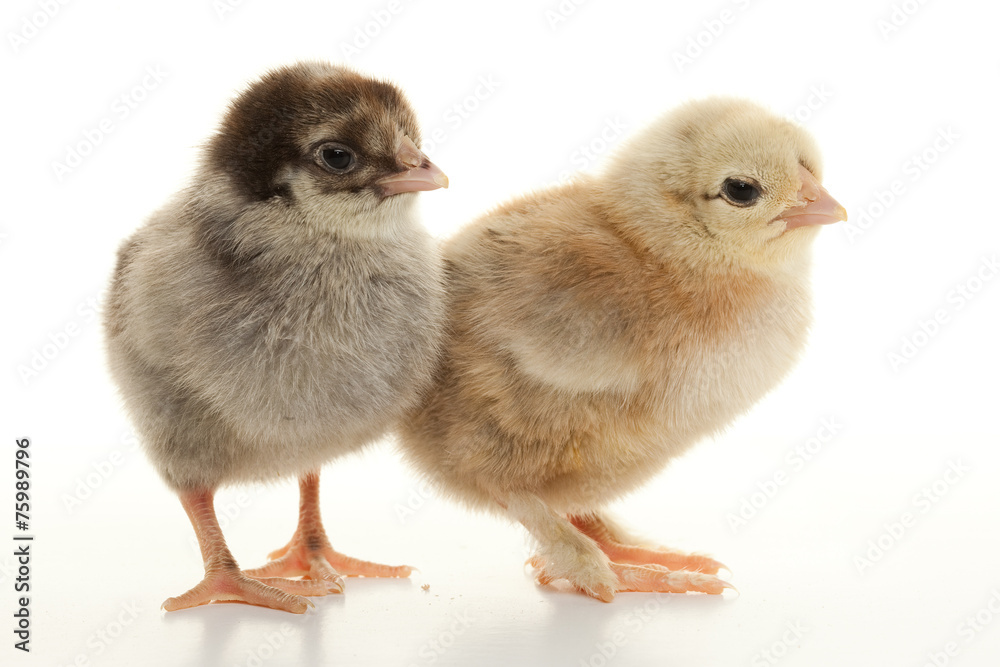 Small fluffy chickens