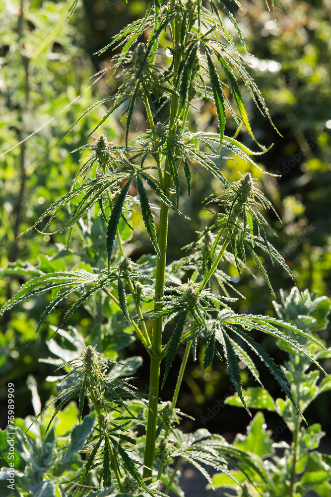 meadow grass meadow grass