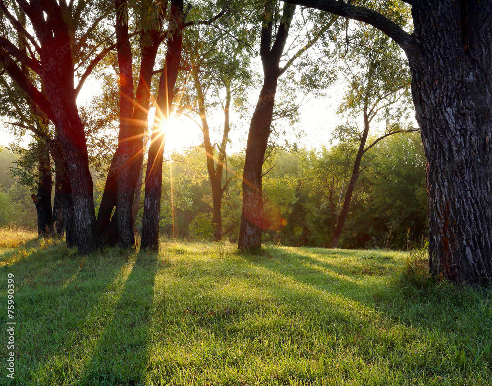 Fototapeta premium sunset in the woods