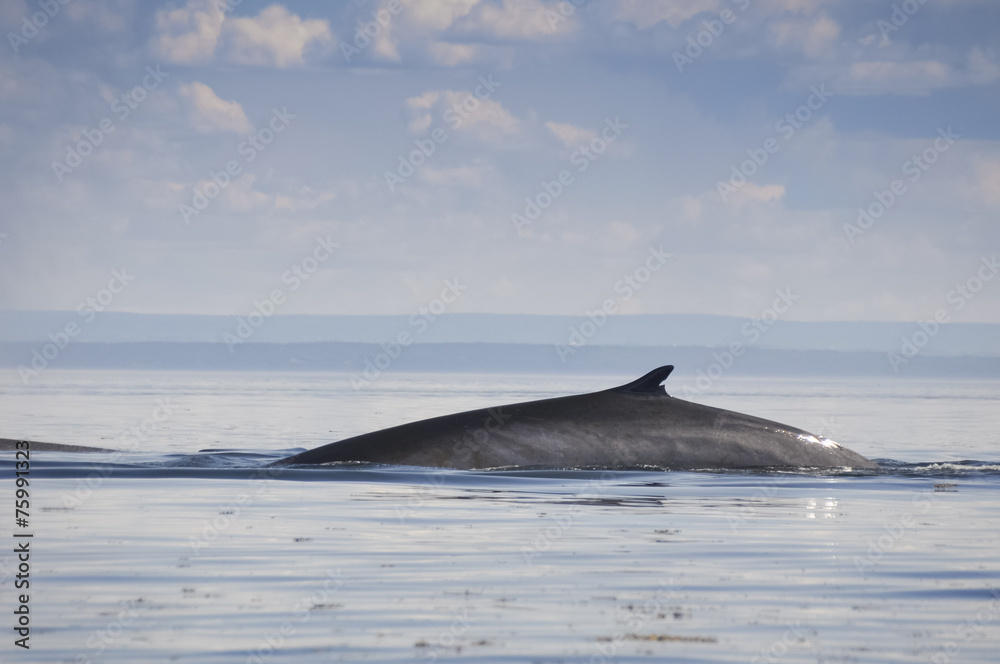 Fototapeta premium Fin whale, St Lawrence river, Quebec (Canada)