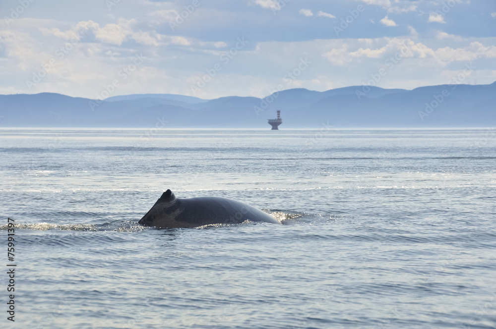 Fototapeta premium Fin whale, St Lawrence river, Quebec (Canada)