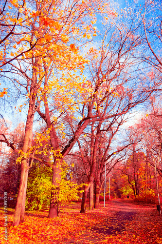 Woods Landscape Idyllic Nature