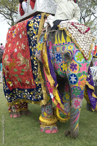 Colorful hand painted elephant , Holi festival , Jaipur, Rajasthan, India  © N | R