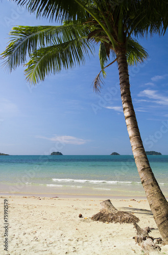 Coconut Coast Palm View © alma_sacra