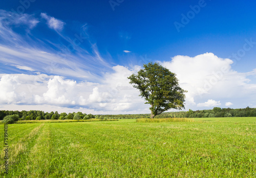 Field Landscape Plain Nature