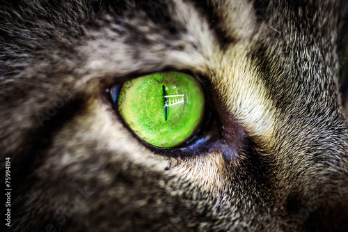Closeup green eye of Maine Coon black tabby cat . Macro