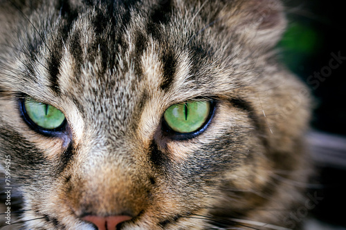 Fototapeta Naklejka Na Ścianę i Meble -  Closeup of Maine Coon black tabby cat with green eyes. Macro