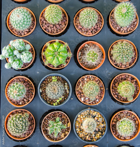 Fototapeta Naklejka Na Ścianę i Meble -  Small different types of cactus plants.