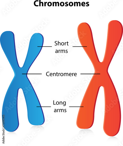 Chromosomes