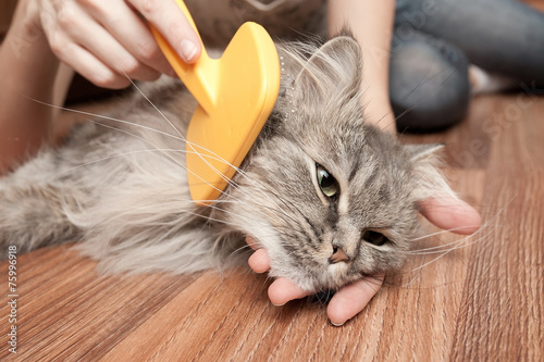 cat grooming