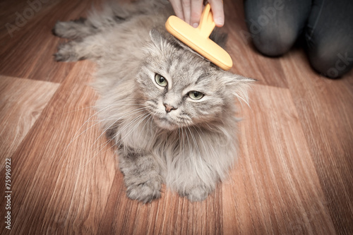 cat grooming