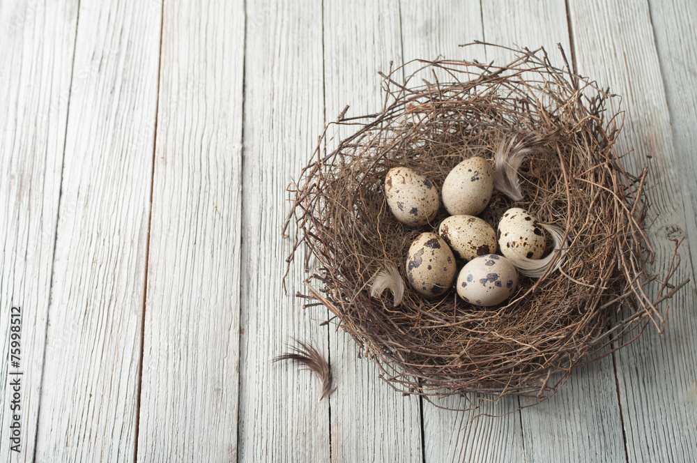 Obraz premium birds eggs