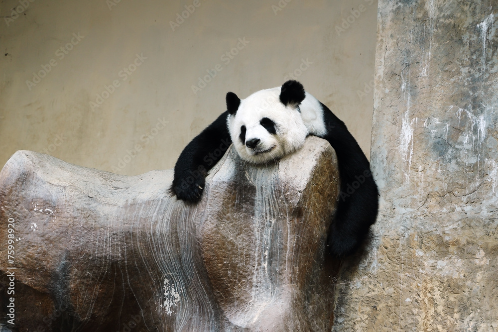 Naklejka premium panda bear resting