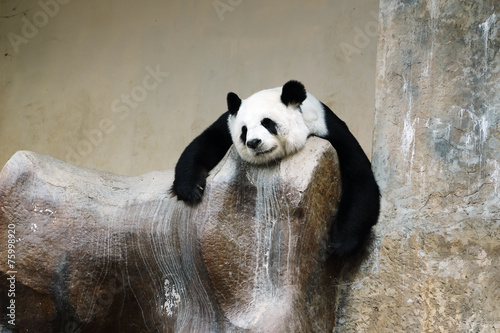 panda bear resting