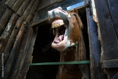 Веселая лошадь
