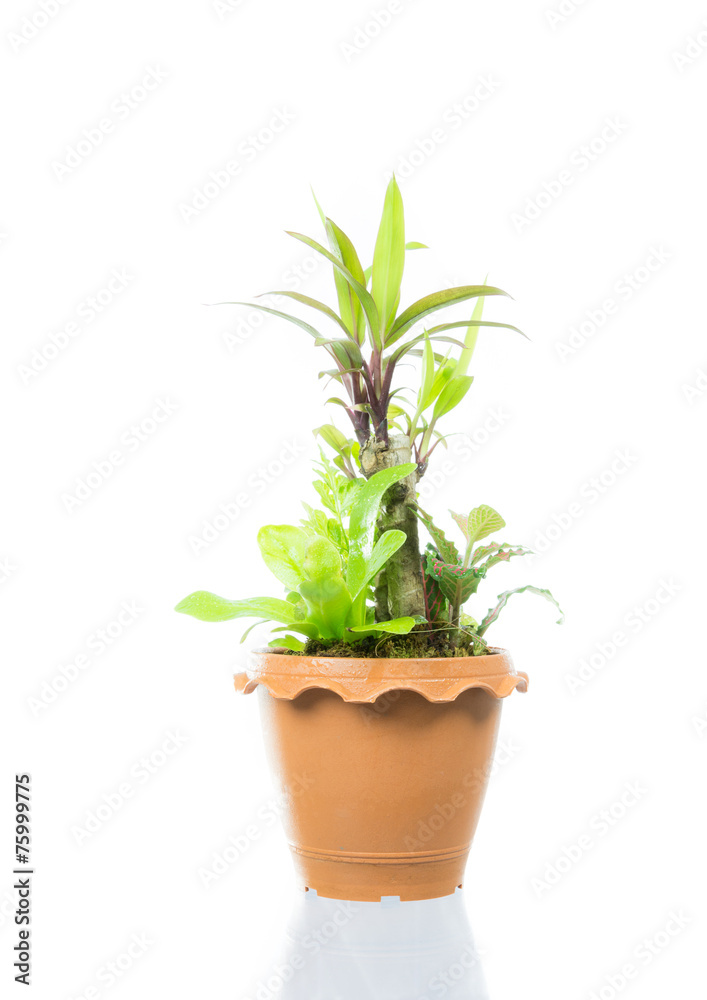 Small tree in pot isolated Small tree in pot isolated