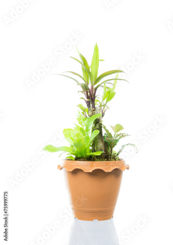 Small tree in pot isolated