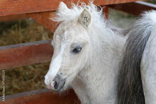 Baby pony