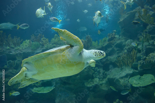 Sea turtle © volga1971
