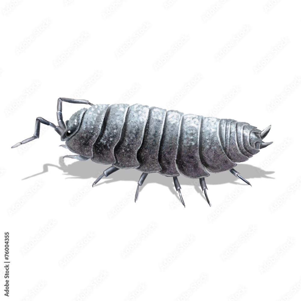 the pill-bug the pill-bug