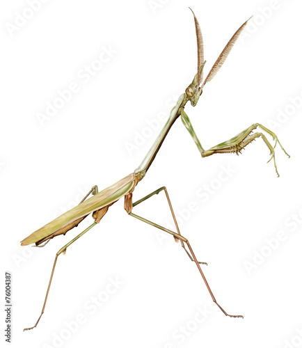 Conehead mantis photo