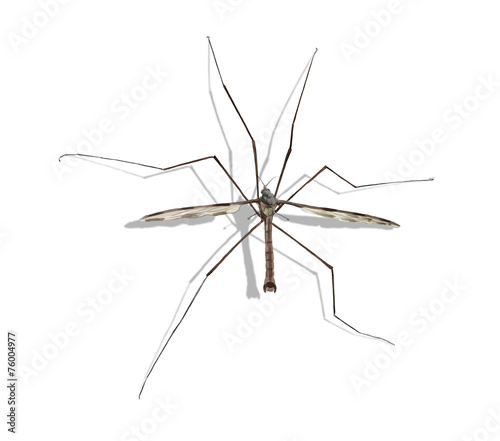 crane fly