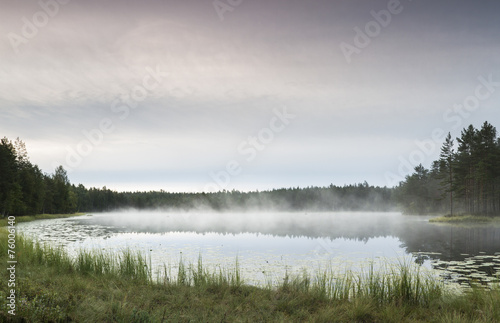 Morning in pond