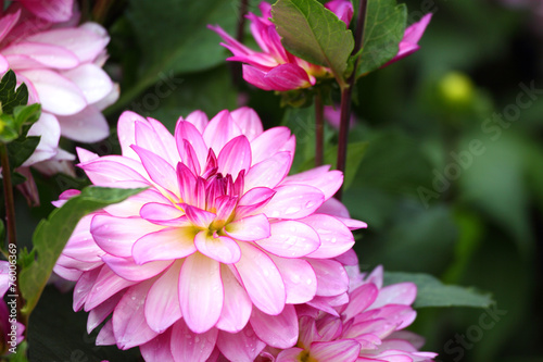 Fototapeta Naklejka Na Ścianę i Meble -  Rosa Dahlie