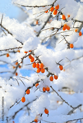 Berries under the snow © nadin333