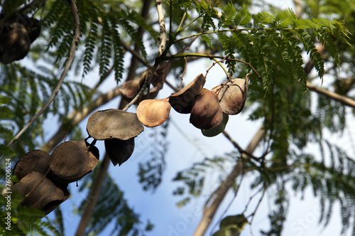 Jacaranda, Palisanderholzbaum (Jacaranda mimosifolia) photo
