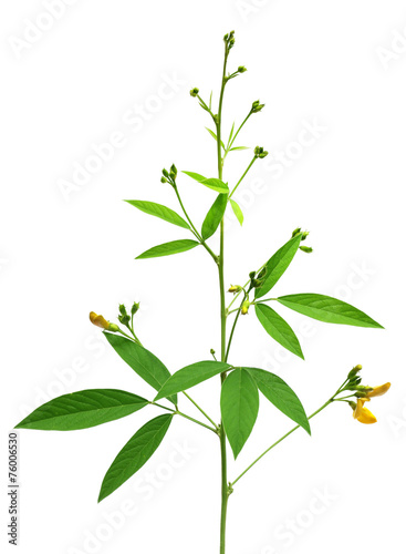 Medicinal Pigeon pea leaves and flower