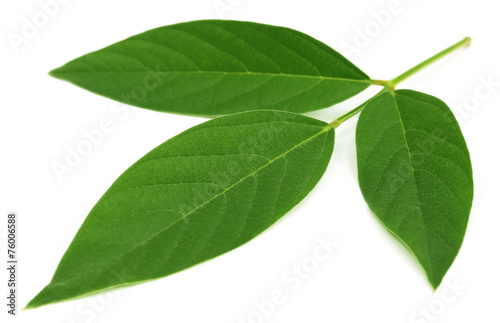 Medicinal Pigeon pea leaves