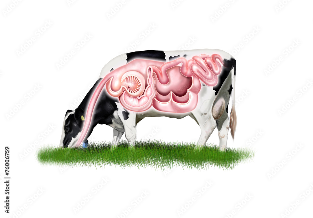 Fotografia Cow digestive system
