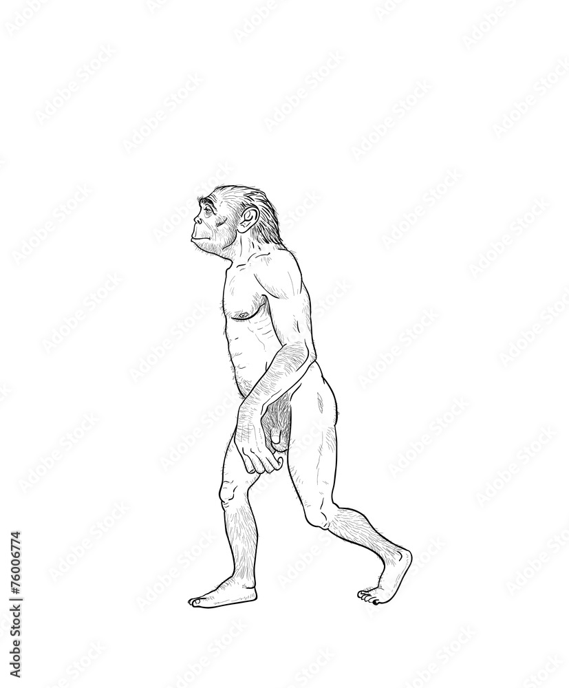 Human evolution illustration Human evolution illustration