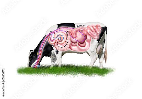 Cow digestive system photo