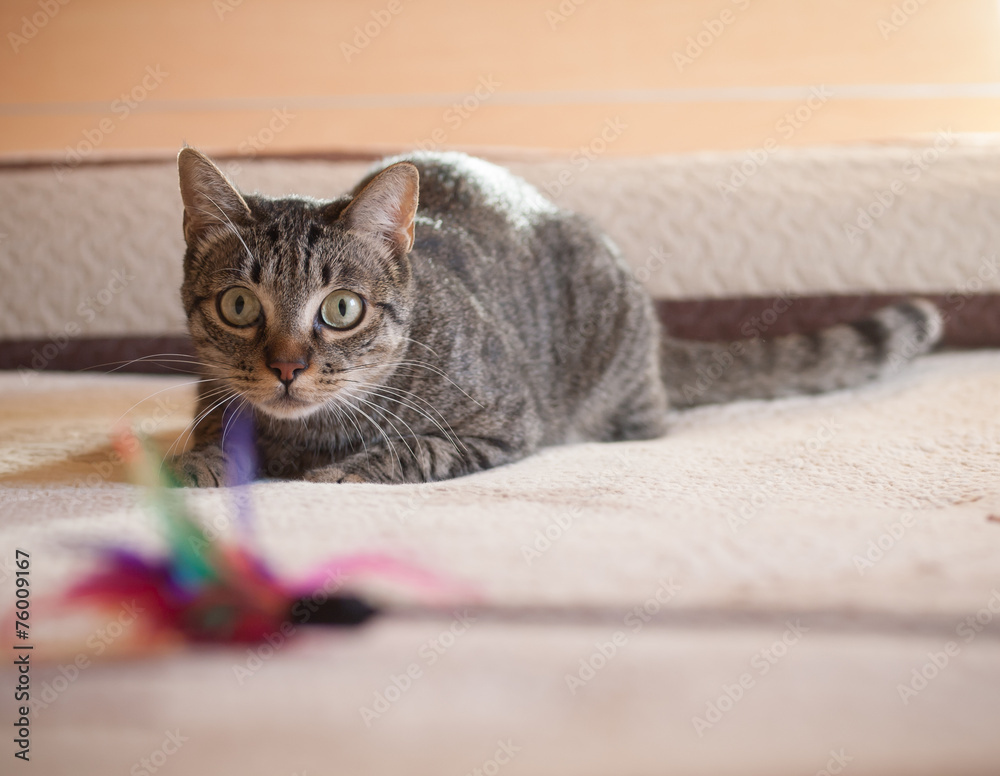 Foto Cat stalking his feather toy