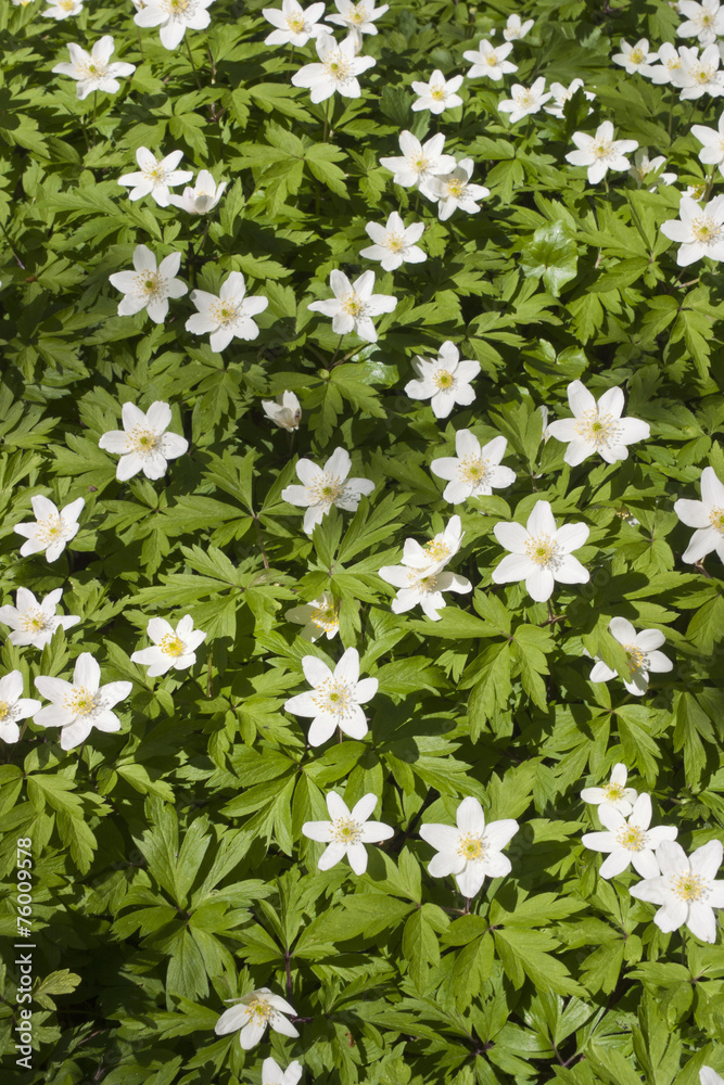 Blooming Windflower Blooming Windflower
