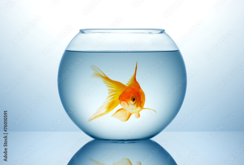 Obraz premium Fish bowl with gold fish