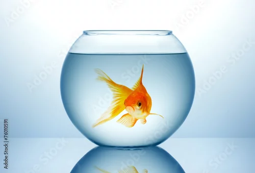 Obraz Fish bowl with gold fish